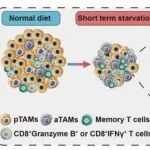 Hepatology | 华中科技大学张万广等发现短期饥饿通过重塑肝癌中肿瘤相关巨噬细胞促进抗PD-L1治疗