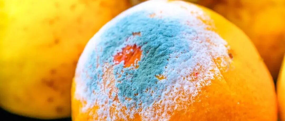 《食品科学》：福建农林大学林少玲教授等：光动力抗真菌技术研究进展