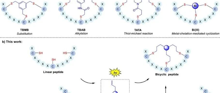 Angew. Chem. Int. Ed. | 硫醇-烯光点击化学实现高效双环肽合成和基因编码肽库