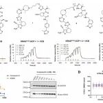 J. Am. Chem. Soc. | 靶向“活化状态”KRAS：高协同性PROTAC降解剂ACBI4的发现