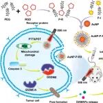 ACS Nano | 郑州大学黄容琴团队研究设计等离子体增强光疗有效诱导癌细胞焦亡并增强免疫治疗效果