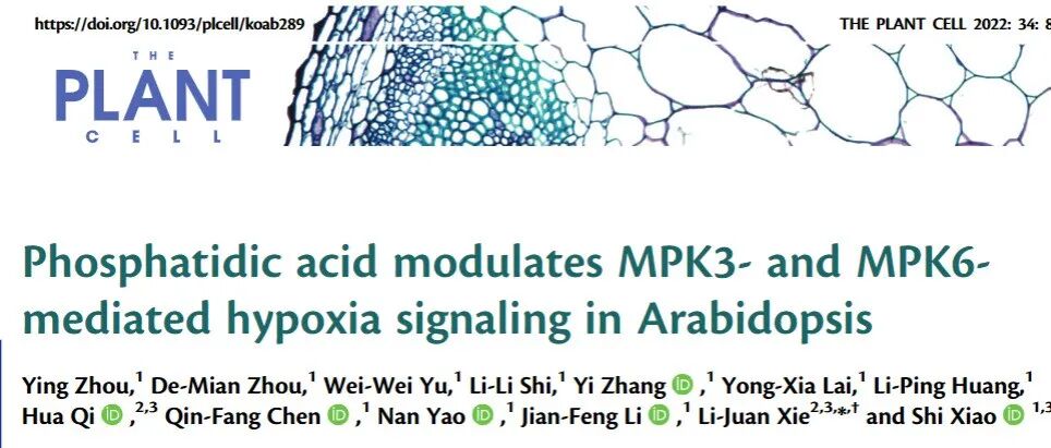 文献分析|磷脂酸调节拟南芥中 MPK3 和 MPK6 介导的低氧信号传导