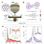研究进展：六方氮化硼hBN-自旋缺陷 | Nature Physics