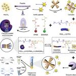 Molly Stevens 教授牛津大学团队 ACS Sensors：光引发自组装实现双响应逻辑门智能纳米传感系统