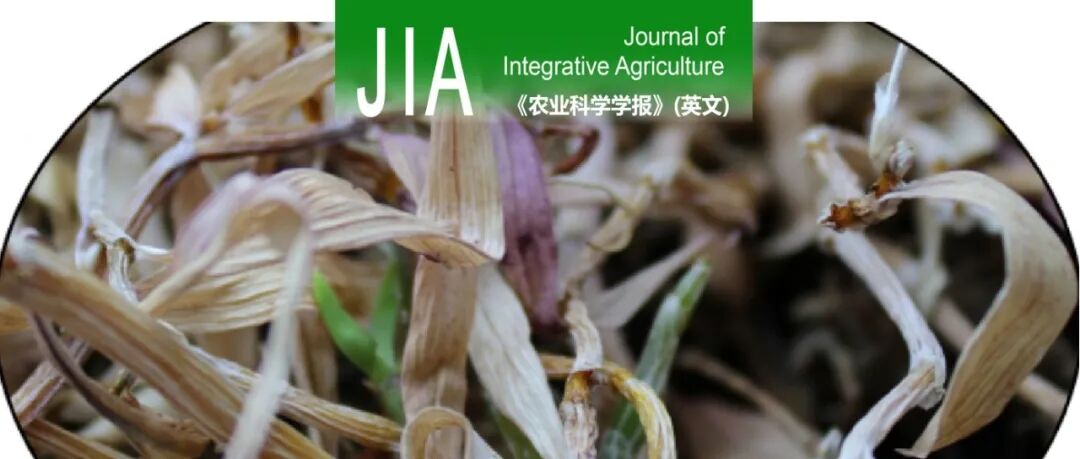 JIA | 武汉生物工程学院徐飞教授团队揭秘铁皮石斛的抗旱性：从转录组分析和番茄抗旱性增强中获得新见解
