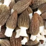 《食品科学》：兰州理工大学任海伟教授等：甘肃不同产地羊肚菌营养品质与风味特征差异性分析