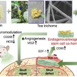 Advanced Science：来自东方树叶的灵感突破，实现颅骨再生修复