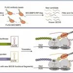 Redox Biol. | SECISBP2-RIP-Seq构建数据库用于潜在硒蛋白的发现