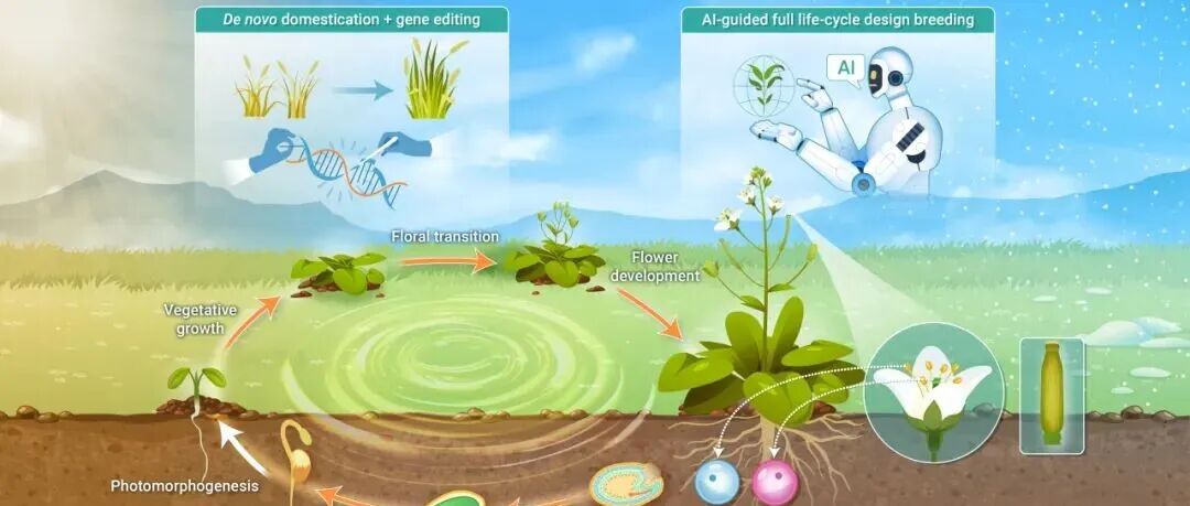 The Innovation Life | 解码植物发育：赋能智能育种与智慧农业
