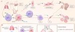 The Innovation Medicine | 过氧化物酶体对抗长新冠：肺泡巨噬细胞的抗炎细胞器可阻止慢性病毒性疾病