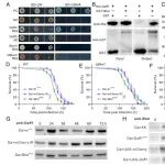 PNAS | 中国科学院王成树团队发现二分布效应调节真菌寄主偏好果蝇的目标谱系特异性免疫因子