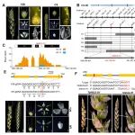 Plant Com | 中国农业大学孙其信院士团队破解小麦“三花聚顶”之谜：关键基因“点化”小麦一花结三籽