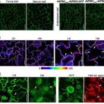 Advanced Science | 福建农林大学陈栩教授团队大豆生长素转运蛋白PIN3调节硝酸盐吸收以改善氮利用效率和种子性状