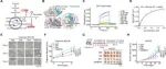 中山大学鞠怀强/徐瑞华最新Nature子刊
