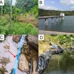 Zoosystematics and Evolution| 佛山大学联合广西水产科学研究院发表中国海南岛匙指虾科米虾属8个新物种