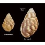 蜗牛壳，竟然藏着百万年的气候日记？