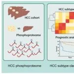Hepatology | 国家蛋白质组学研究中心徐平等团队发现磷酸化蛋白质组学描述肝细胞癌亚型并确定治疗靶点