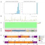 Plant Com | 中科院遗传与发育所梁承志研究团队番茄T2T基因组助力解析基因组演化奥秘