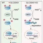 Autophagy | 武汉大学周荣家/程汉华发现线粒体NAD+介导的线粒体自噬减轻了I型干扰素对细胞质线粒体DNA的反应