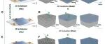 香港大学最新Science
