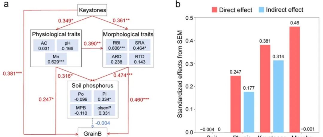 【课题组进展】Plant and Soil：关键类群通过调控根系性状和磷吸收提高间作体系玉米生产力