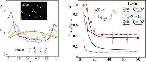狭缝中的细菌逃离表面 | 进展