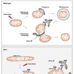 香港中文大学庄小红团队最新Autophagy