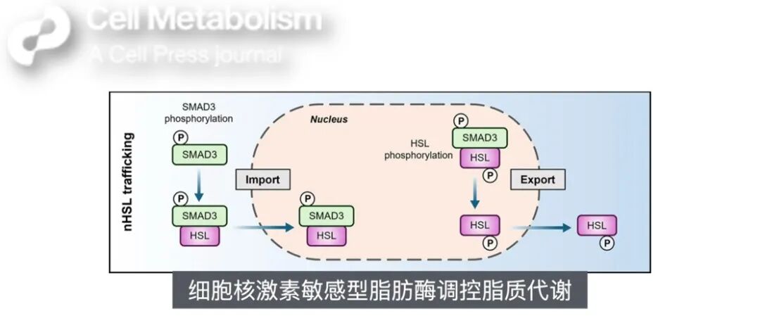 Cell Metabolism | 细胞核激素敏感型脂肪酶调控脂肪组织大小和脂肪细胞的代谢
