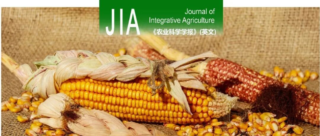 JIA | 华中农业大学陈小林课题组揭示GPI锚定修饰调控玉米小斑病菌致病机制
