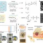 港大徐立之/港城大史鹏 Sci. Adv.：柔若皮肤、强如塑料 - 下一代智能离子凝胶材料