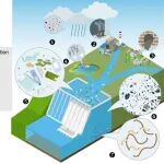 海河北海局监测科研中心高薇、康考迪亚大学安春江团队EEH综述：水库生态系统中微塑料分布及水坝影响的荟萃分析