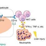 Hepatology | 南京医科大学苏川等团队发现肝细胞Fox01的表观遗传抑制破坏局部免疫稳态并促进肝脏炎症