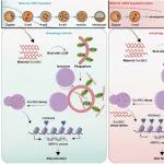 Autophagy | 重庆医科大学黄国宁等发现自噬通过MAP1LC3B介导的母体mRNA衰变调节母体向合子的转变
