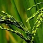 华南师范大学副研究员在《Cell》子刊发表研究成果，揭示人类驯化无意中增加了水稻的砷污染风险