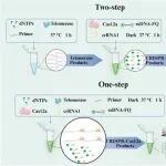 BB.CRISPR-Cas12a整合型妊娠测试条生物传感器：宫颈癌诊断中端粒酶和微小RNA let-7a的可视化检测