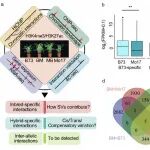 Nature Commun 中科院植物所优青团队通过绘制玉米三维基因组图谱揭示杂种优势潜在新机制
