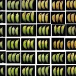 华南农业大学采后生物学团队在植物科学经典期刊发文揭示生长素-乙烯信号交互调控“粉蕉”果实成熟新机制