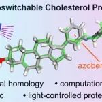 J. Am. Chem. Soc. | 通过侧链替代开发光开关胆固醇衍生物