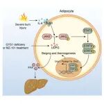 上海营养与健康研究所陈雁团队最新Cell子刊