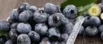 《食品科学》：东北林业大学杨慧敏高级工程师等：蓝莓货架期PKO-CNN-BiLSTM-AT预测模型