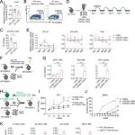 Adv Sci | 石莉红/张磊发现HSC整体异质性受损是本发性血小板增多症的根源