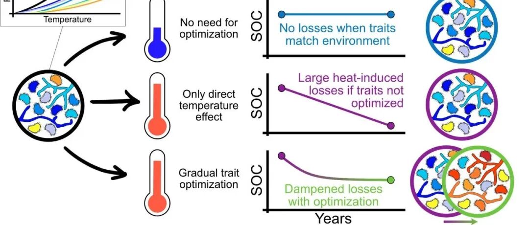 增温土壤碳损失丨GLOBAL CHANGE BIOL：微生物热适应性转变缓解土壤热诱导碳损失