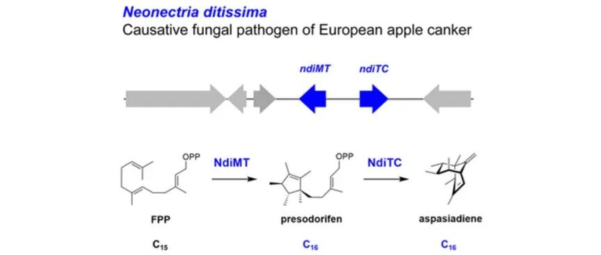 阅读 Angew丨真菌中C16高萜的生物合成