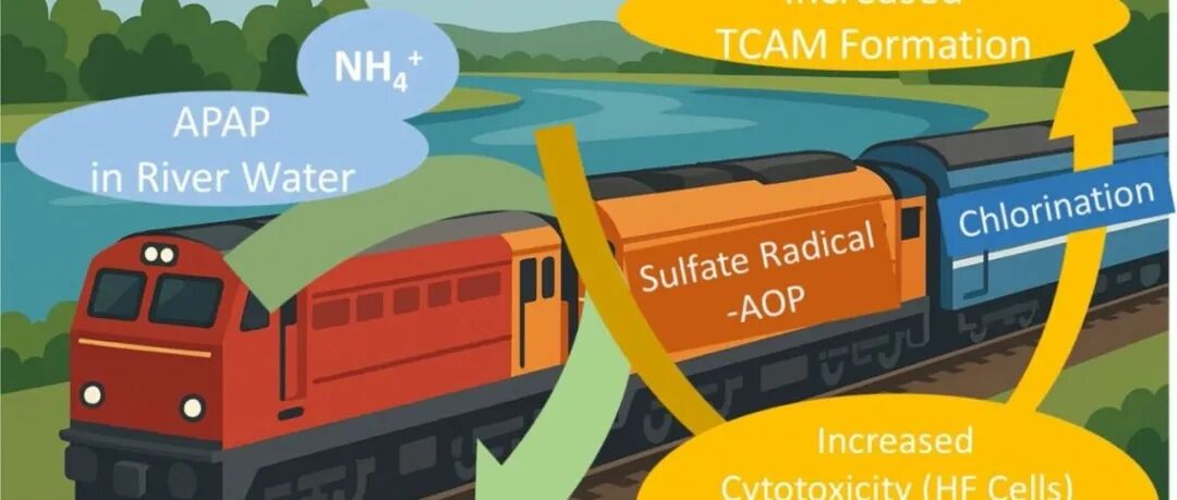文献速递|国立中山大学WR:在SO4`-介导的APAP氧化过程中，氨离子与卤代乙酰胺的增强形成、细胞毒性及芳香烃受体的激活相关联
