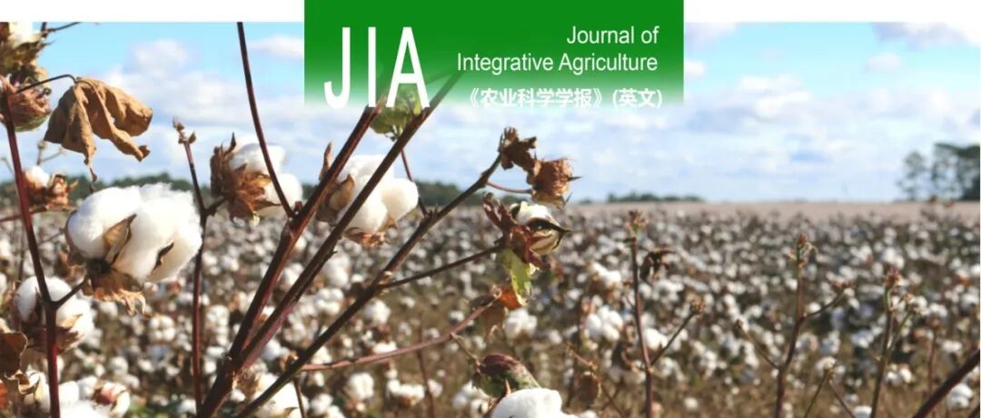 JIA | 中国农科学院棉花所李付广/葛晓阳研究员团队：一种适用于CRISPR/Cas基因编辑技术的gRNA预筛选瞬时转化策略