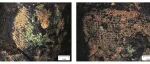 陕西西安东姜墓地出土墨锭的科技分析与工艺研究