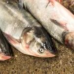 《食品科学》：湖北省食品质量安全监督检验研究院周陶鸿正高级工程师等：纳米超表面等离子体共振芯片超灵敏检测水产品中氯霉素
