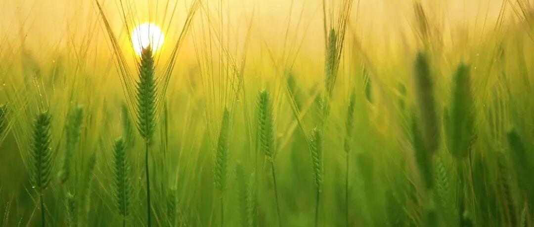 刚刚，2025博士后科学基金面上项目资助名单公布！植物保护、园艺学、作物学、林学领域全名单