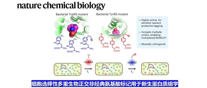 Nature Chemical Biology | 细胞选择性多重生物正交非经典氨基酸标记用于新生蛋白质组学