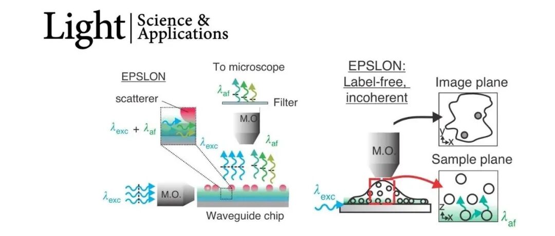 Light | 基于芯片的无荧光标记超分辨率光学显微技术